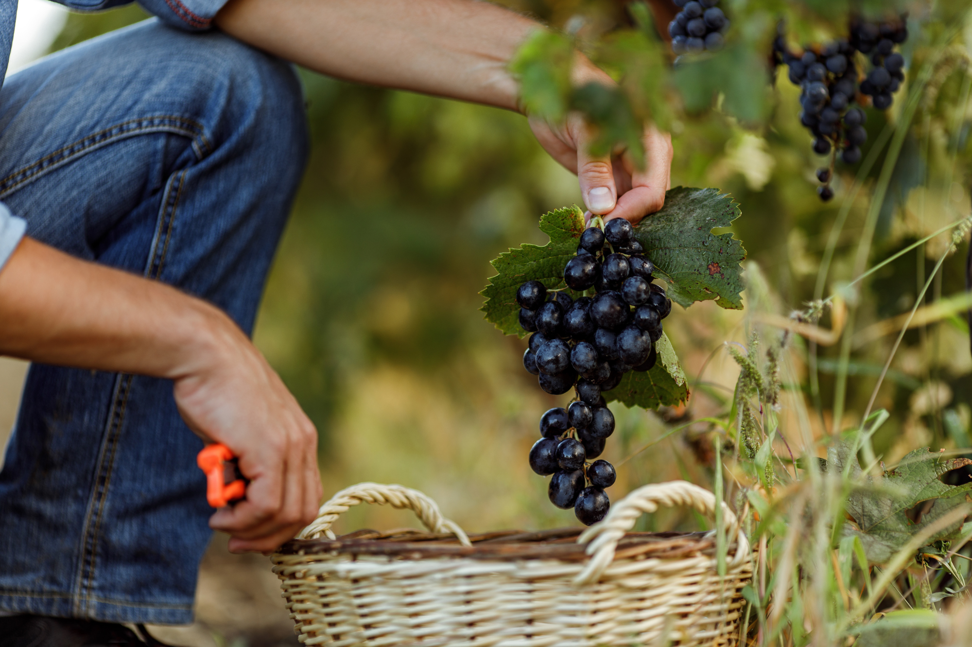 Picking grapes in a vineyard